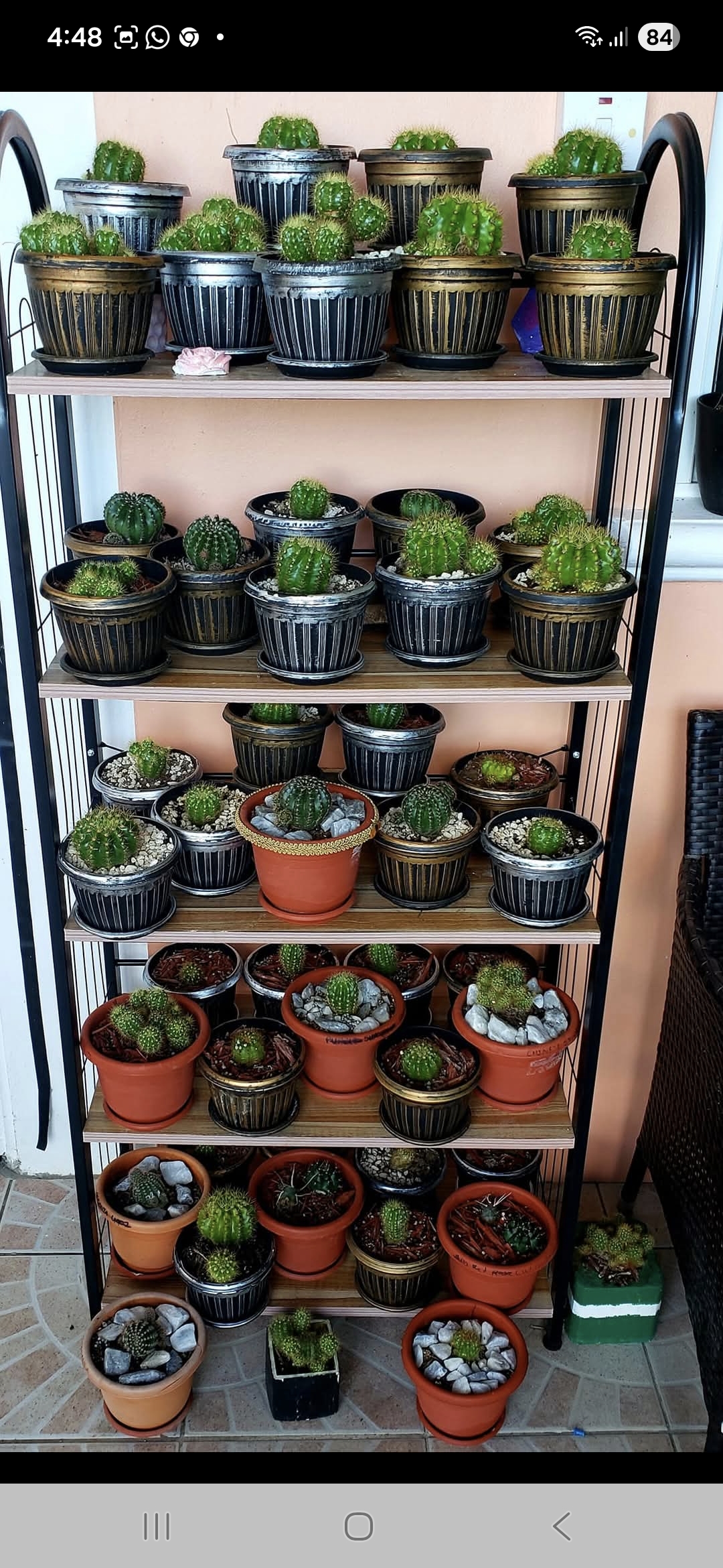 Prickly but loveable